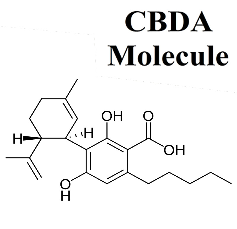 Qu’est-ce que le CBDA ?