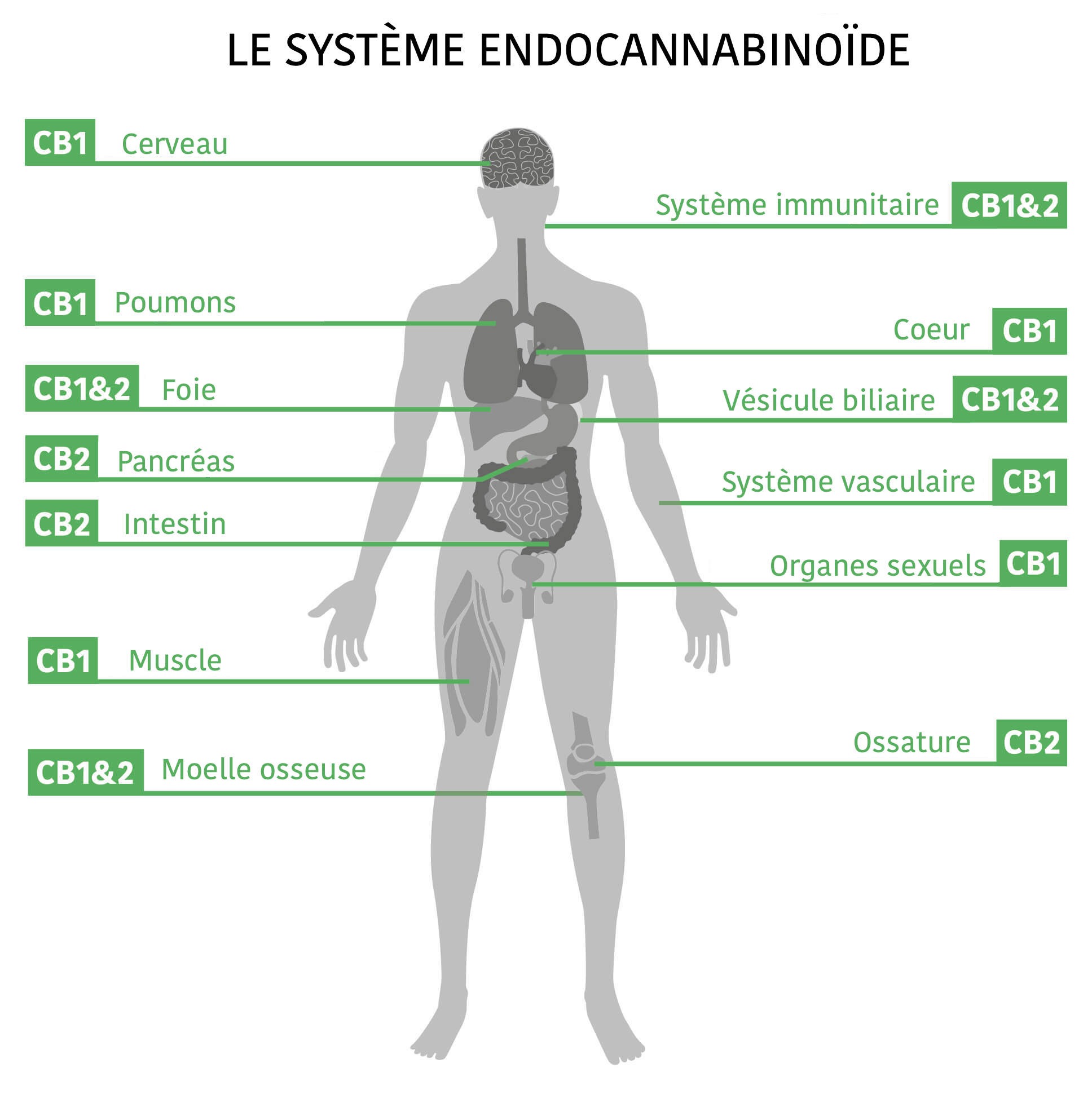 Le système endocannabinoide