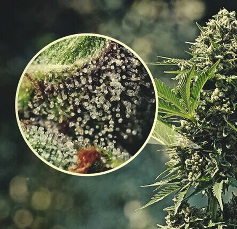 Qu’est-ce que les trichomes ?