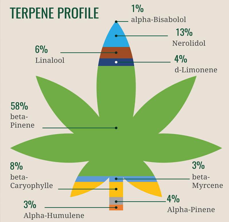 Que sont les terpènes ?